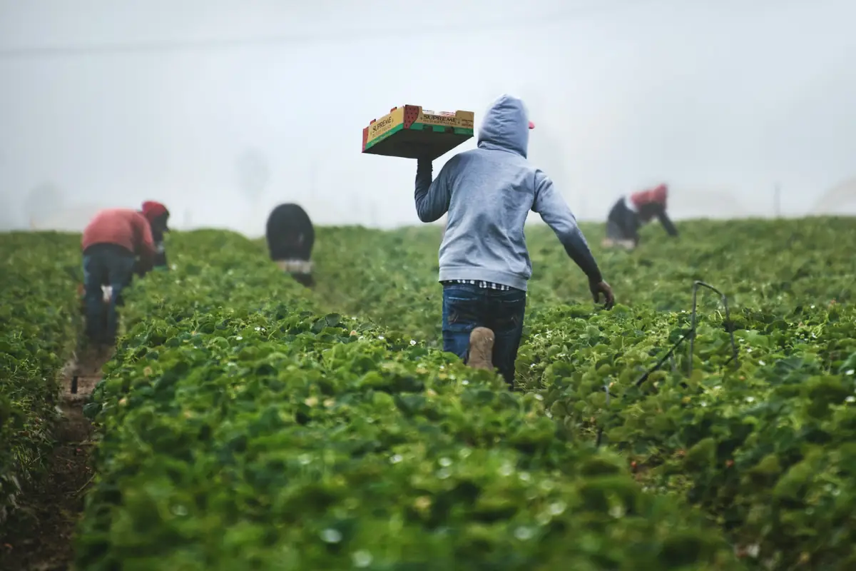 Des saisonniers récoltent dans un champ de légumes.