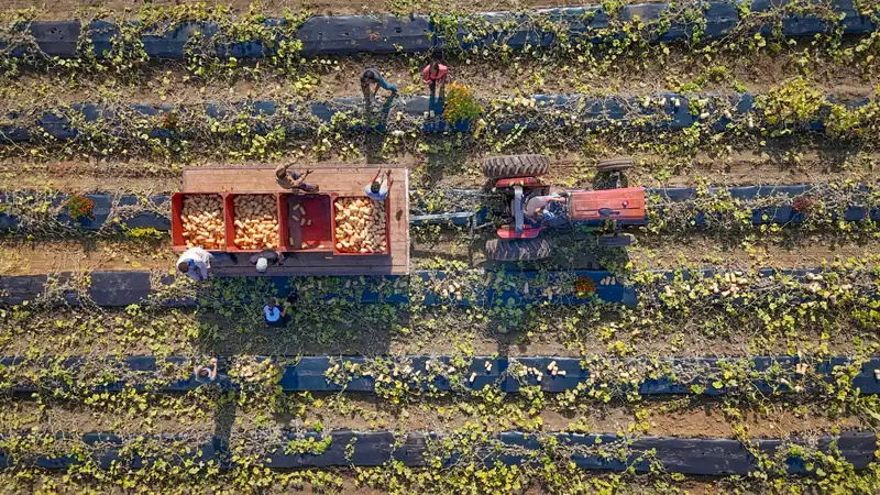 Une équipe récolte des courges derrière un tracteur, vue du ciel.