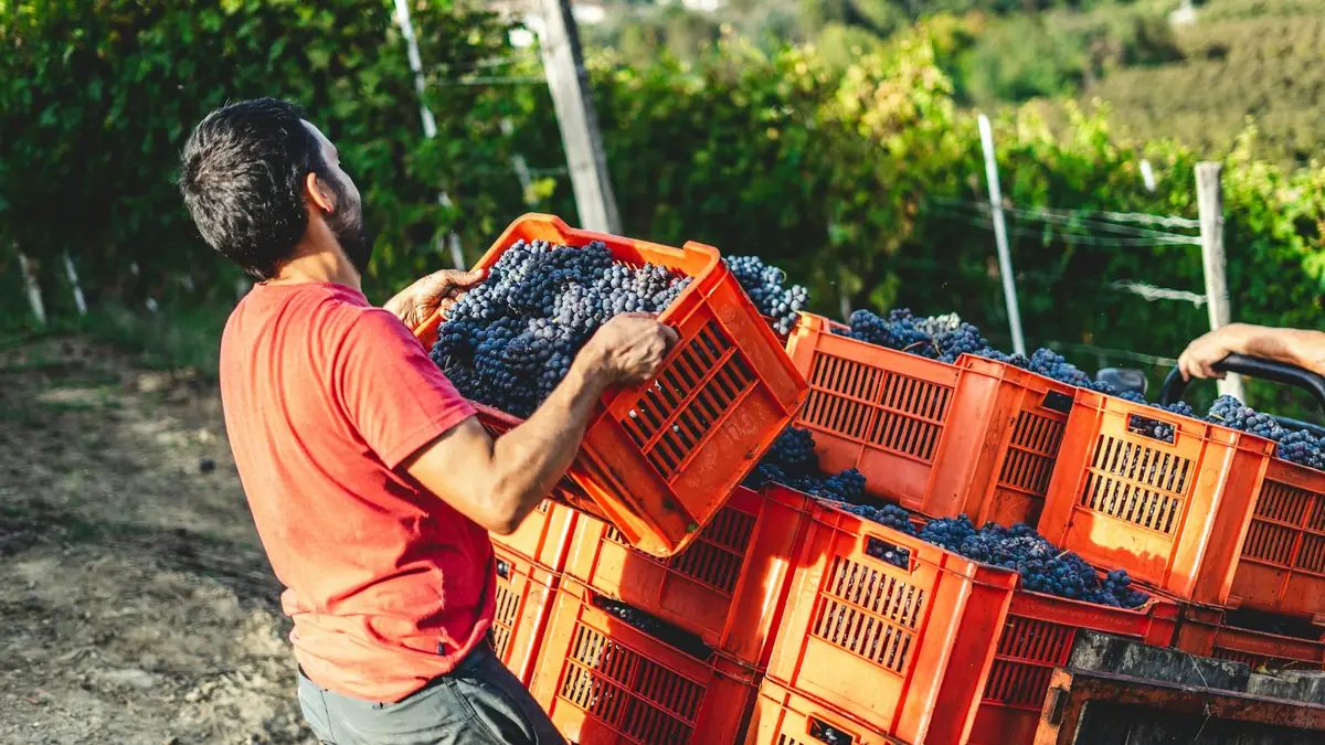 Un vendangeur soulève une caisse de raisin.