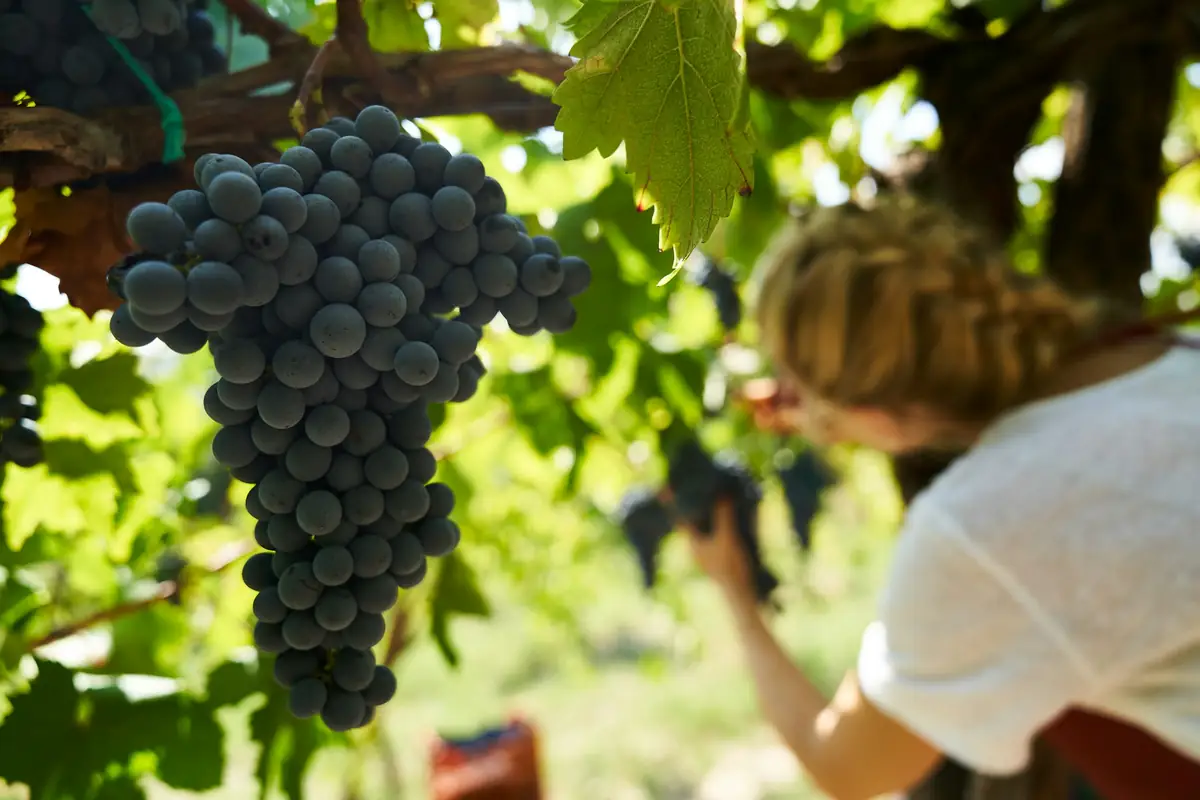 Une cueilleuse détache une grappe dans un vignoble.