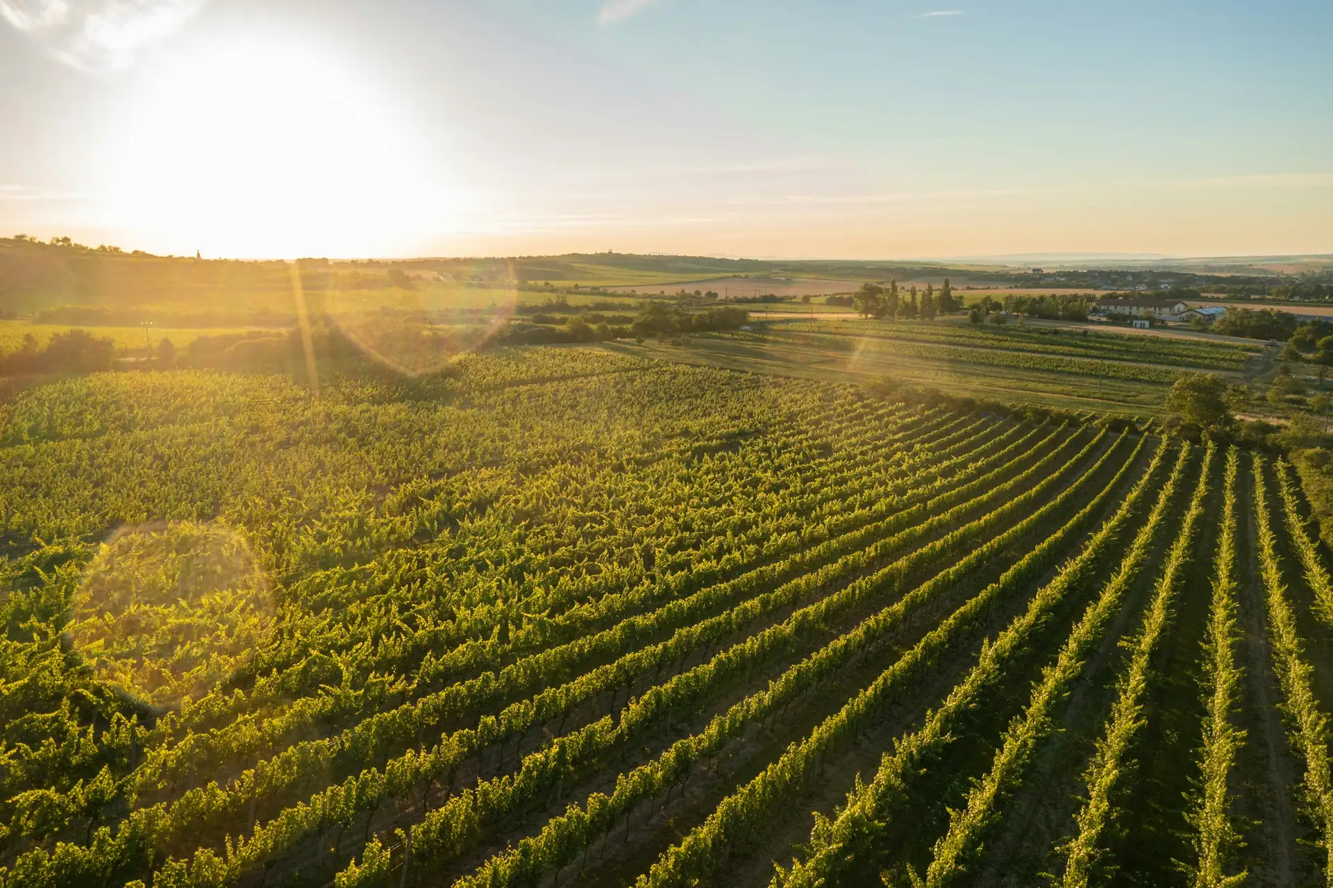 Le soleil se lève sur un grand vignoble.
